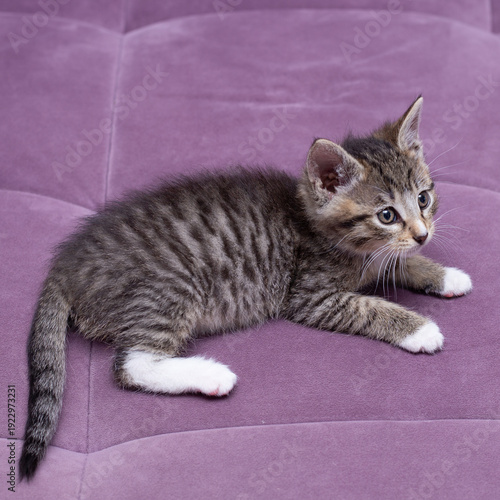 A striped kitten on a lilac sofa