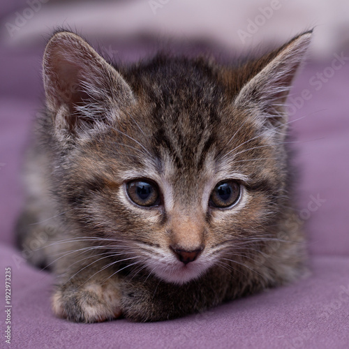 A striped kitten on a lilac sofa
