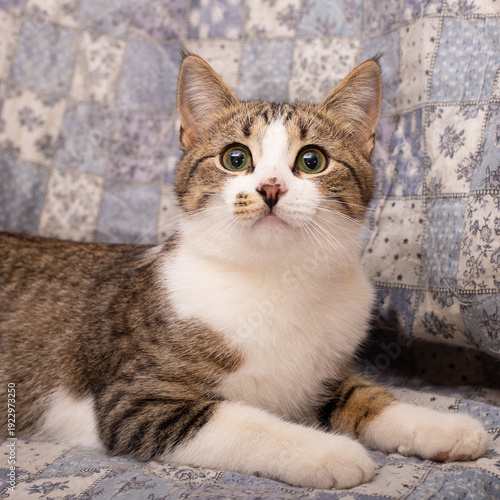A colorful cat on a colorful blanket