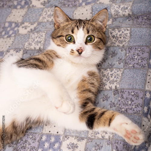 A colorful cat on a colorful blanket