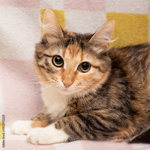 A colorful cat on a colorful blanket