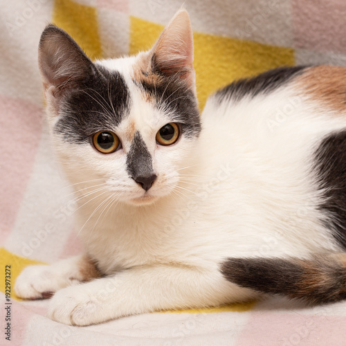 A colorful cat on a colorful blanket