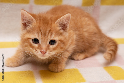 A ginger kitten on a multicolored blanket