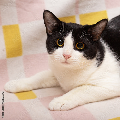 Black and white spotted cat on a multicolored blanket