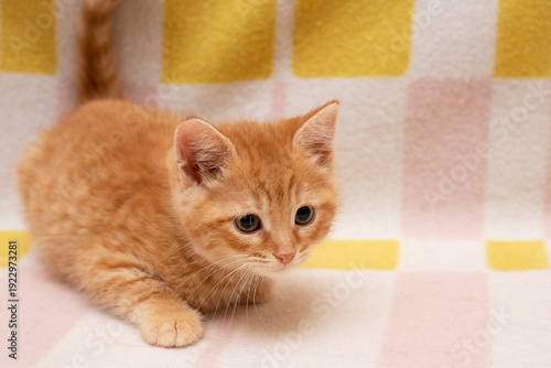 A ginger kitten on a multicolored blanket