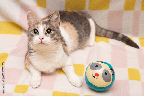 A spotted cat on a colorful blanket with a ball