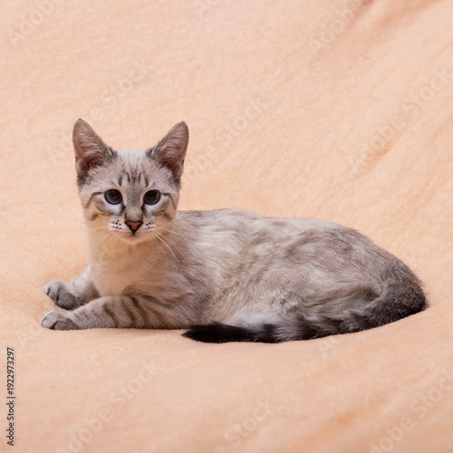 Thai cat on a beige blanket