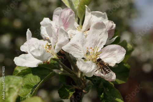 Honeybee and a blooming apple tree. White blossom covering branches, young green leaves, deep blue sky. Sweet colours of spring.