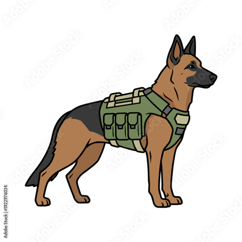 Belgian malinois military working dog wearing green tactical vest standing alert on white background. Concept of security service and protection