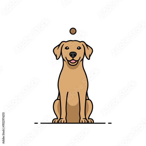 Golden retriever dog balancing treat on nose isolated on white background. Concept of pet training and obedience skills