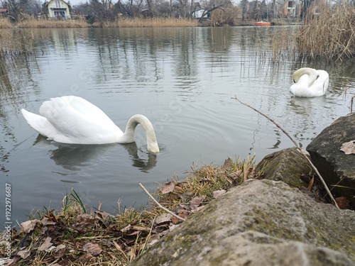 couple, grazing, river, swan, together, water, winter