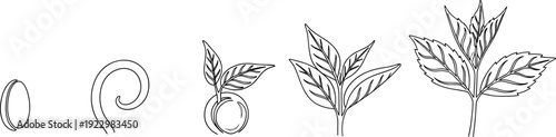 Continuous line drawing of plant growth stages from seed to sprout concept botanical life cycle minimalist vector illustration isolated background