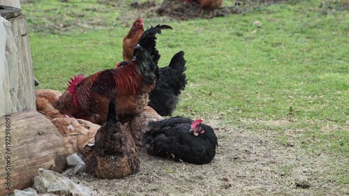 Free-Range Chickens and Rooster Resting in Farmyard
