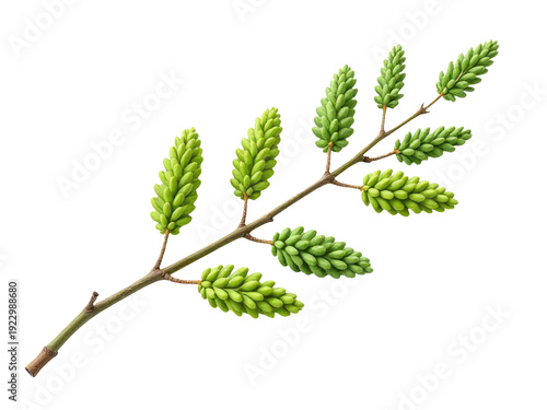 A branch of a plant with lush green leaves