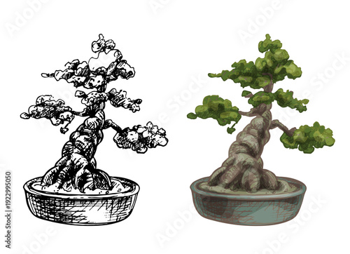 Bonsai tree in pot. Vector vintage hatching color illustration. Isolated on white