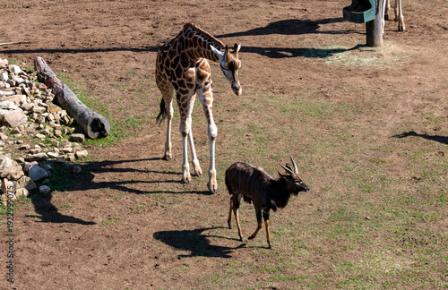 фотографія A Reticulated Giraffe and a Nyala