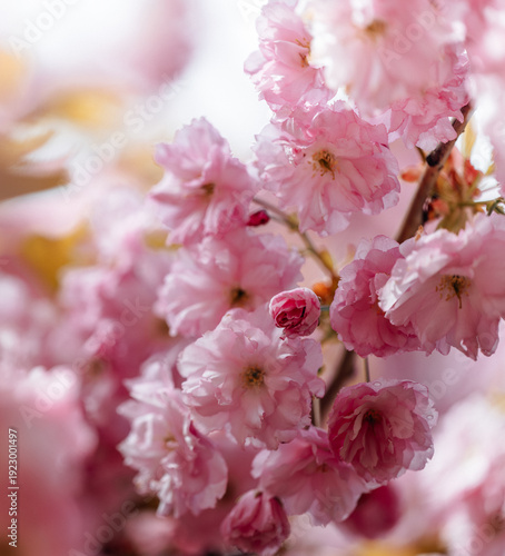 beautiful sakura blossom in spring