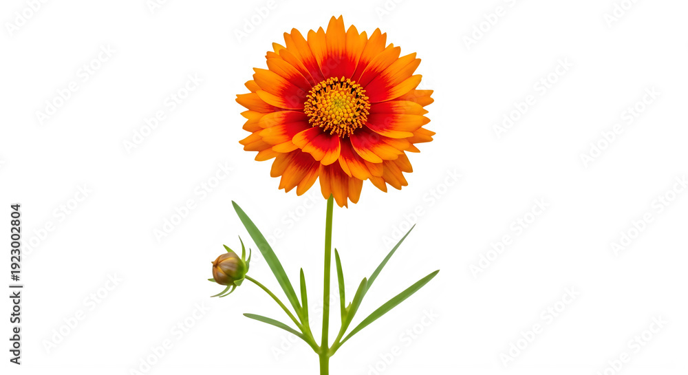 Naklejka premium Vibrant orange flower with a small insect on its stem, isolated on transparent background