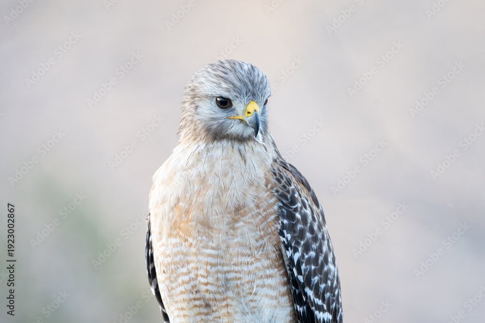 Fototapeta premium red shouldered hawk closeup portrait with clean background