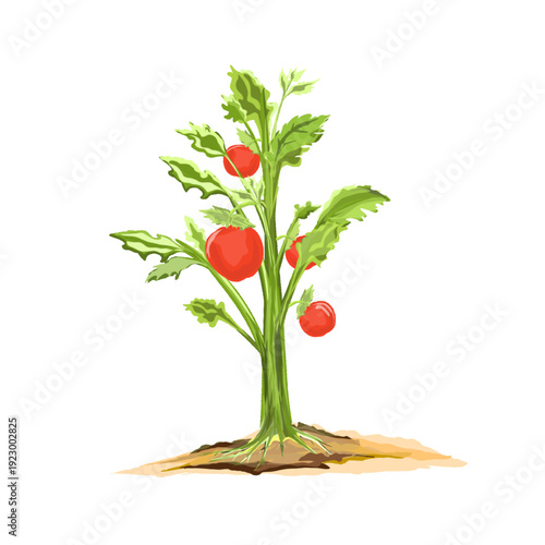 tomato plants bear ripe fruit in the ground without a background