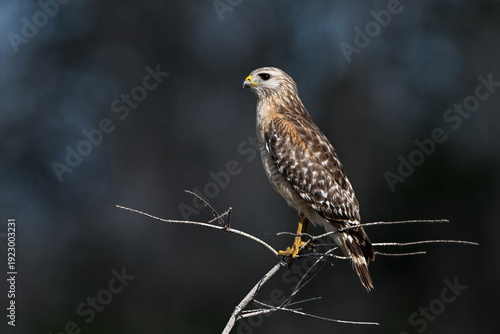Quadro su tela red tailed hawk perched on branch with clean dark background
