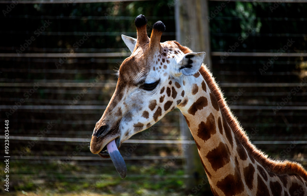 Obraz premium Giraffe (Giraffa camelopardalis)