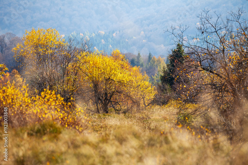 autumn landscape with trees
