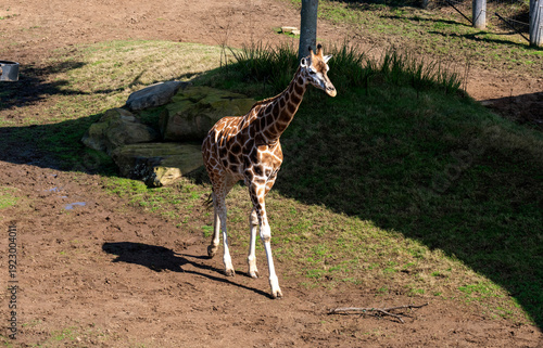 Photography Giraffe (Giraffa camelopardalis)