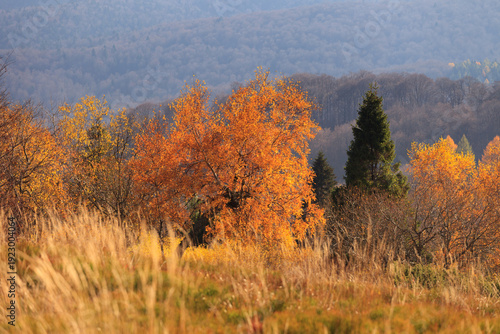 autumn in the bieszczady mountains