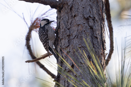 Foto Red-cockaded woodpecker pecking on a pine tree