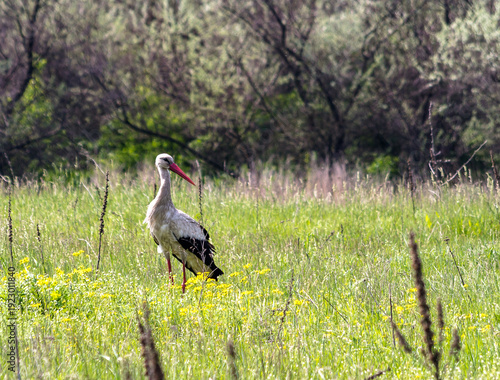 Schilderij op canvas White stork standing in green meadow with wildflowers
