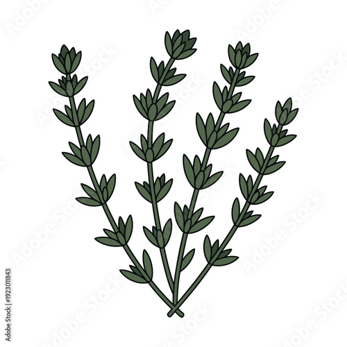 An illustration of a sprig of rosemary herb