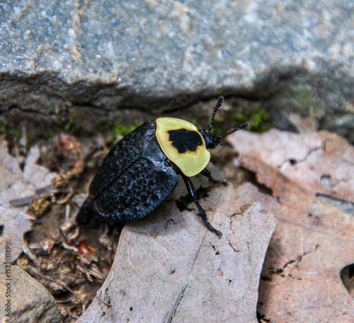 Cuadro en lienzo American Carrion Beetle Necrophila americana in the old leaf litter