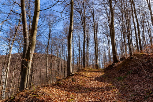 Road in a mountainous beech forest in early spring.