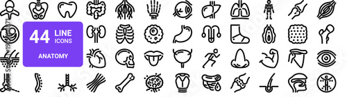 Set of 44 thin line human anatomy icons. Body organs, skeletal system, medical healthcare symbols. Vector outline illustration pack