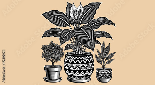Indoor plants in decorative pots displayed on a table, viewed from the front, showcasing various foliage and pot designs in a simple setting