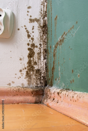 Slika na platnu Macro close-up of toxic black mold spores growing on a damp indoor wall corner a