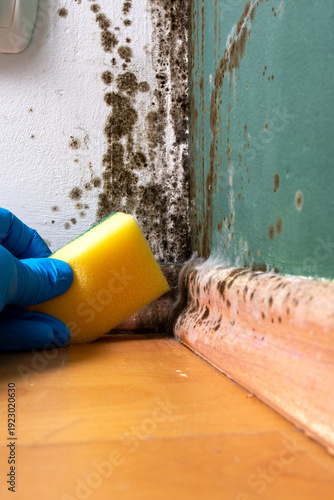 Person cleaning toxic black mold from an indoor wall using a yellow sponge and protective glove.