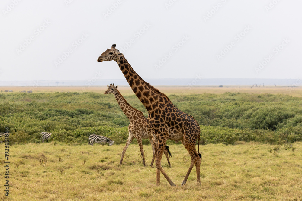 Obraz premium Masai Giraffes walking as a pair in Amboseli National Park in East Africa Kenya KEN