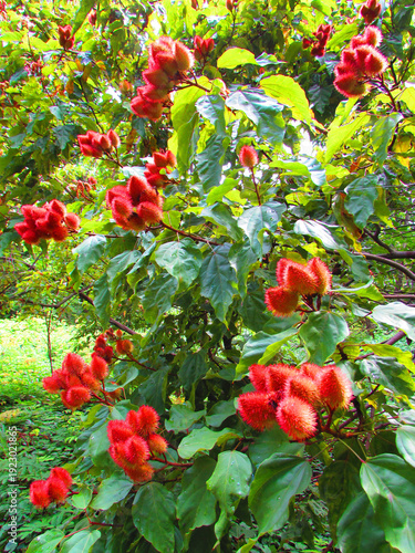 A beautiful annatto tree (Bixa orellana) in the middle of the forest with various fruits and flowers.
