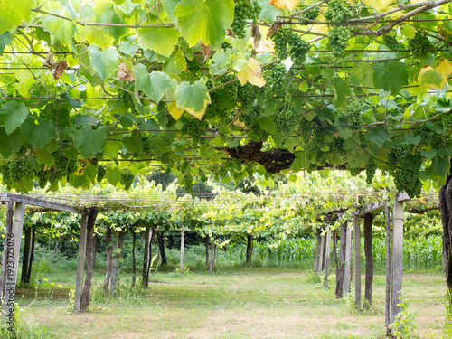 Green grapes ripening on a vineyard trellis