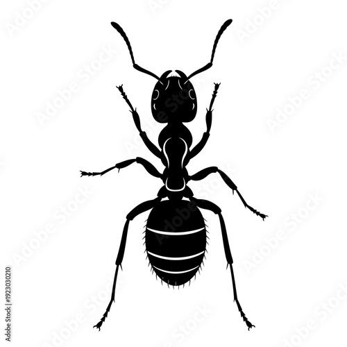Black Ant Silhouette Top View.