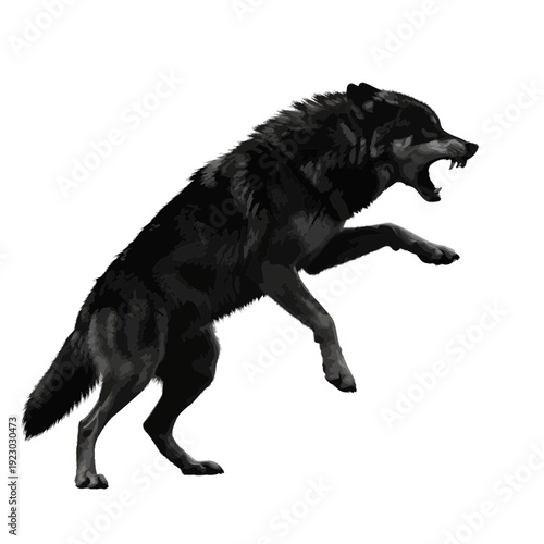 Black Wolf Aggressive Attack Pose Isolated.