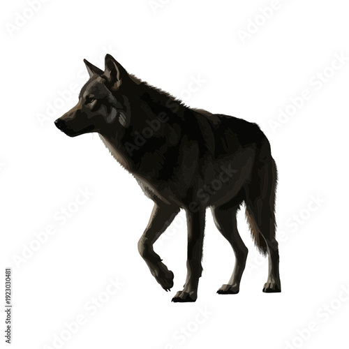 Black Wolf Walking Isolated White Background.