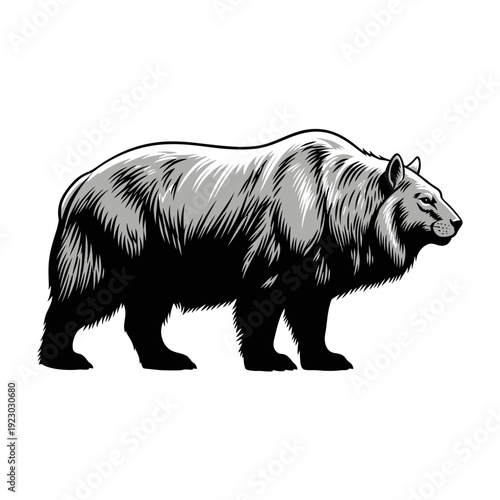 Detailed Illustration of a Grizzly Bear in Profile.