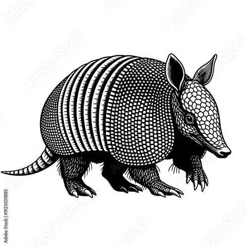 Illustration of an Armadillo in Black and White.