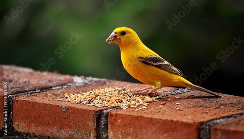 A Bright Yellow Bird Perched On A Brick Surface Eating Seeds