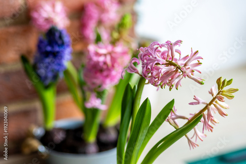 Fresh floral home decor, Easter holiday preparation. Hyacinth bright pink, violet flowers with bulbs in metal pot. Gardening tools, leisure and hobby concept. Wooden background, springtime