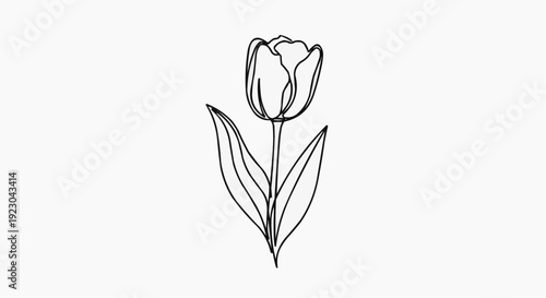Single tulip flower line drawing with leaves on white background simple minimalist botanical illustration