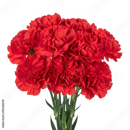 Vibrant red carnations beautifully arranged isolated on transparent background